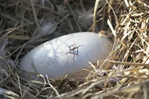Alliés Impressions: Oeuf de dodo - premier éclat