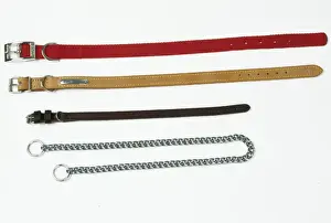 John Daniels Artwork Impressions: Dog Collars