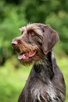 Close Up Dog Faces Impressions: Dog. German Wire-Haired Pointer