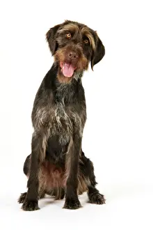 Pointeur Impressions: Chien, Pointeur à Poils Épaissis Allemand
