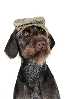 Pointeur Impressions: Chien. Pointer allemand à poil dur avec chapeau.