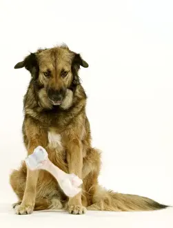Jean Michel Labat Prints Impressions: Dog - Mongrel dropping bone