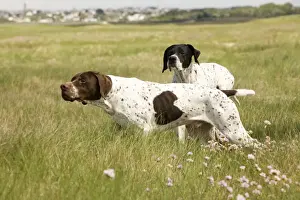 Black And White Dog Breeds Impressions: Dog - Pointers