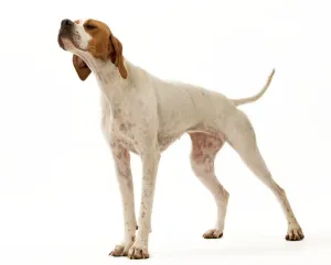Pointeur Impressions: Chien - Pointeur.