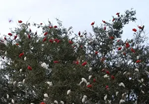 South American Birdlife Impressions: Dormitory ibises