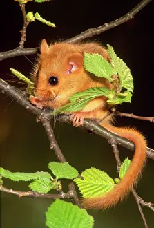 Petits Mammifères Impressions: Dormouse