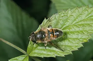 Hoverfly Images Impressions: Drone Fly / Hover Fly