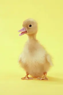 Baby Ducks For Sale Impressions: Duckling