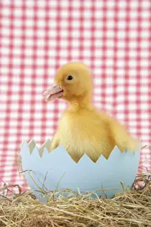 Duckling Photography Impressions: Duckling - in large egg shell