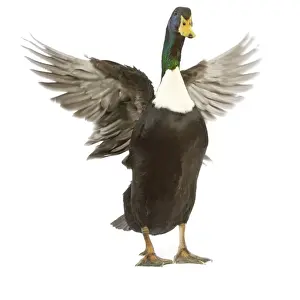 Studio Bird Photography Impressions: Duclair Duck - flapping wings in studio