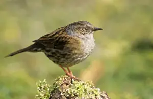 Prunella Modularis Species Impressions: Dunnock