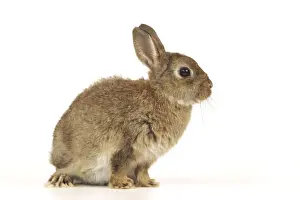 Small Pet Photography Impressions: Dwarf Rabbit