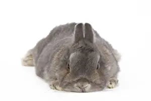 White Background Studio Pets Impressions: Dwarf Rabbit - in studio