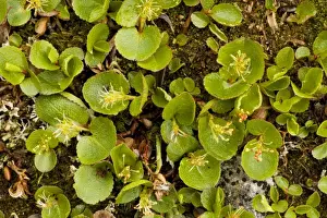 Close Up Plant Photography Impressions: Dwarf Willow