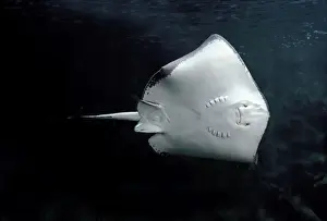 Fish Species Impressions: Eagle Ray - underside