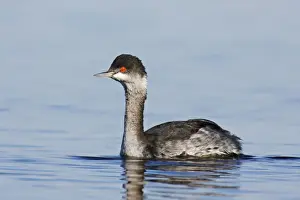 Unique Bird Species Pictures Impressions: Eared Grebe