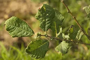 Tree Leaf Photography Impressions: Eared Willow