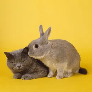 John Daniels Wildlife Photographer Impressions: Cat & Rabbit