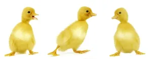 Duckling Photography Impressions: Ducklings