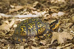 Wildlife Reptiles Impressions: Eastern Box Turtle
