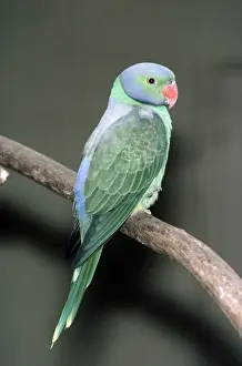 Wildlife Birds Photos Impressions: Emerald Collared