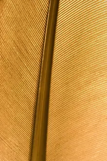 Close Up Bird Feather Impressions: Feather - close up detail