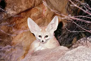 Impressions de LB-11512 FENNEC FOX - regardant sur la roche Distribution Renard Fennec Impressions: Renard fouine du Sahara.
