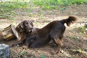 Gundog Dogs Impressions: Field Spaniel