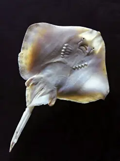 Marine Life Photography Prints Impressions: Fish - ray - underside