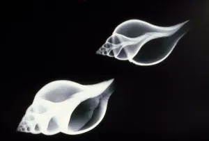 Rayon X Impressions: Coquillages - radiographie.