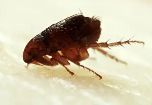 Wildlife Pest Control Impressions: Flea Biting
