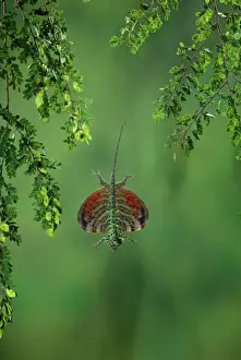 Exotic Animal Photography Impressions: Flying Lizard