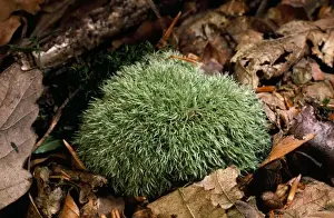UK Woodland Scenes Impressions: Fork Moss