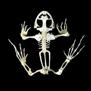 Jean Michel Labat Artwork Prints Impressions: Frog Skeleton
