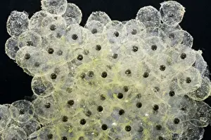 Common Frog Spawn Impressions: Frogspawn – fresh - common frog – 0
