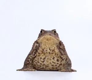 Wildlife Photography Prints Impressions: COMMON TOAD - studio