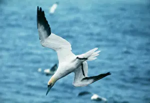 Northern Gannet Impressions: Gannet Diving