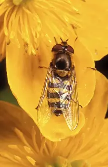 Syrphus Ribesii Impressions: Garden Hoverfly