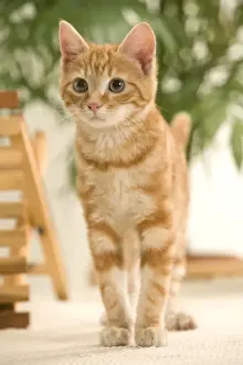 Chat au gingembre.