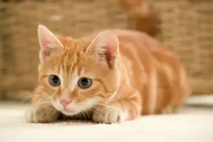 Personal Use Cat Pictures Impressions: Ginger Cat