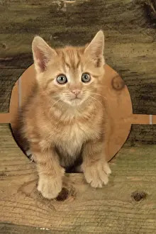 Cute Kittens Playing Impressions: Ginger Kitten