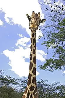 Girafe Impressions: Giraffe