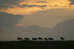 Wild Animal Photography Prints Impressions: Gnu / Wildebeest - herd