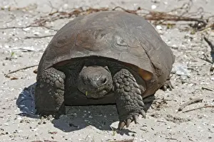 Animal Wall Decorations Impressions: Gopher Tortoise