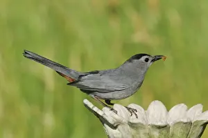 Personal Use Bird Prints Only Impressions: Gray Catbird