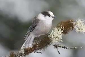Personal Use Bird Prints Only Impressions: Gray Jay