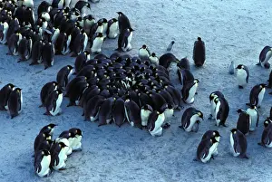 Antarctica Wildlife Images Impressions: GRB02245
