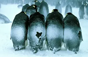 Antarctica Animals Impressions: GRB0975d