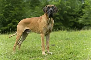 Great Dane Breed Impressions: Great Dane