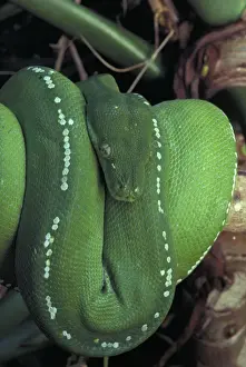 Australian Reptiles Impressions: Green Python - Coiled